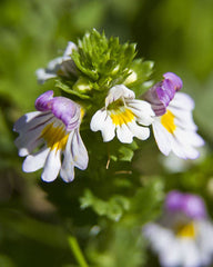 Eyebright