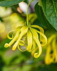 Ylang Ylang