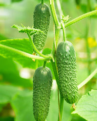 Cucumber