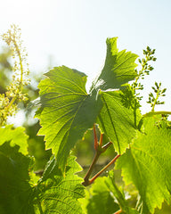 Grape Leaf