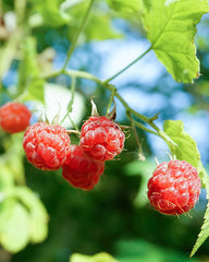 Raspberry Seed Oil