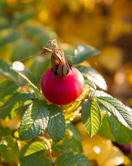 Rosehip Seed Oil