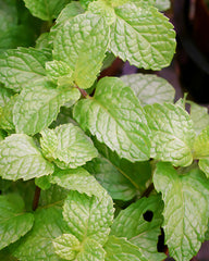 Spearmint