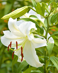 White Lily