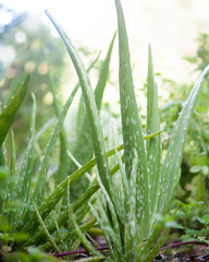 Aloe Leaf Juice