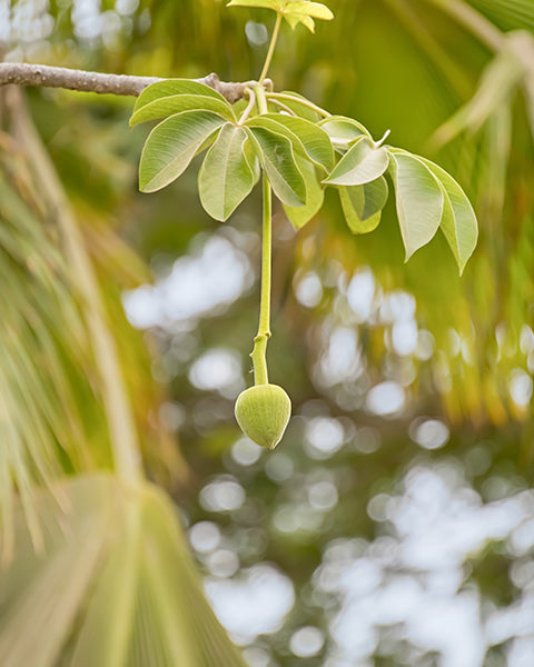 Baobab