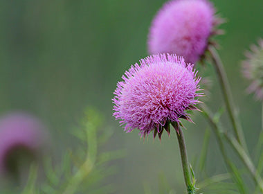 Benefits of Milk Thistle for Skin