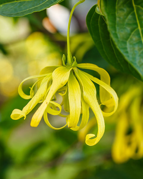 Ylang Ylang