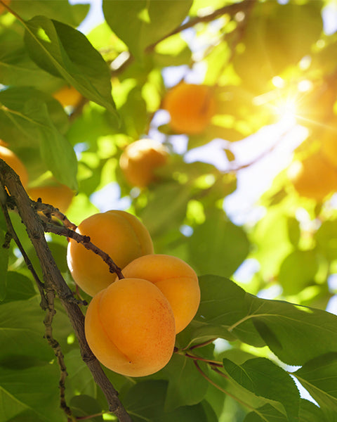 Apricot Oil