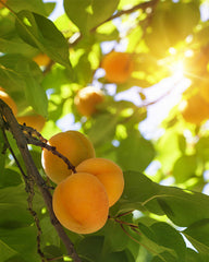 Apricot Oil