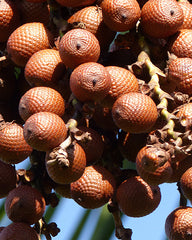 Buriti Fruit Oil