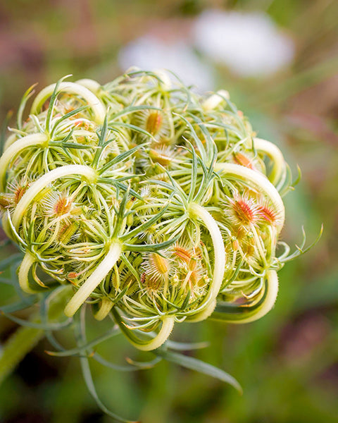 Carrot Seed