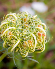 Carrot Seed