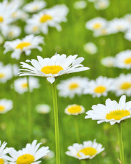 Roman Chamomile