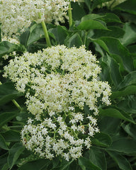 Elder Flower