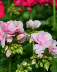 Geranium