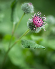 Great Burdock