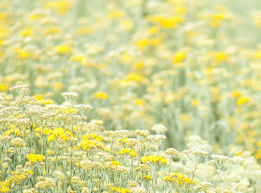 helichrysum