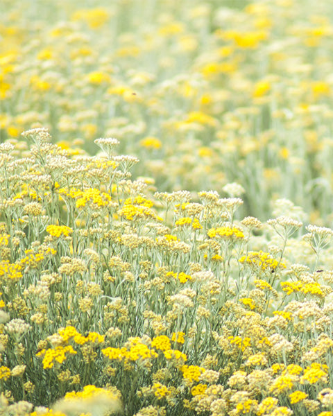 Helichrysum