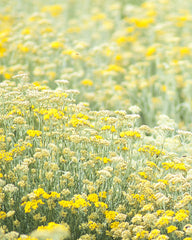 Helichrysum