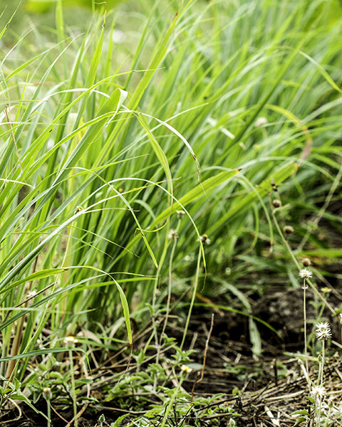 Lemongrass