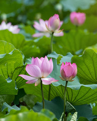 Lotus Leaf