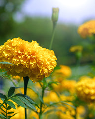 Marigold Flower