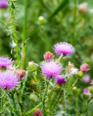 Milk Thistle