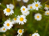 Ode to Chamomile