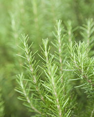 Rosemary