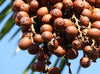Benefits of Buriti Fruit Oil for Skincare