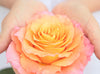 FULL BLOOM