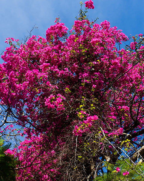 Bois de Rose