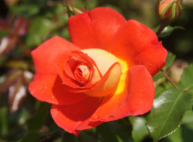 Benefits of Rose Oil