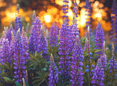 EMBRACE EVENING