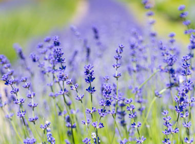 The Power of Gratitude