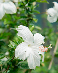 White Hibiscus