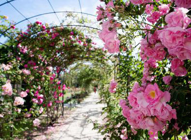 Roses & Rebirth - Tammy Fender