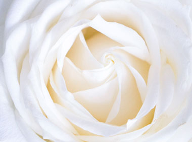 LOVE + ROSES
