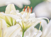 NOURISHING INTENTION