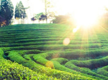 Nature’s Quiet Beauty