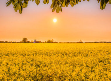 THE BEAUTY OF GENEROSITY