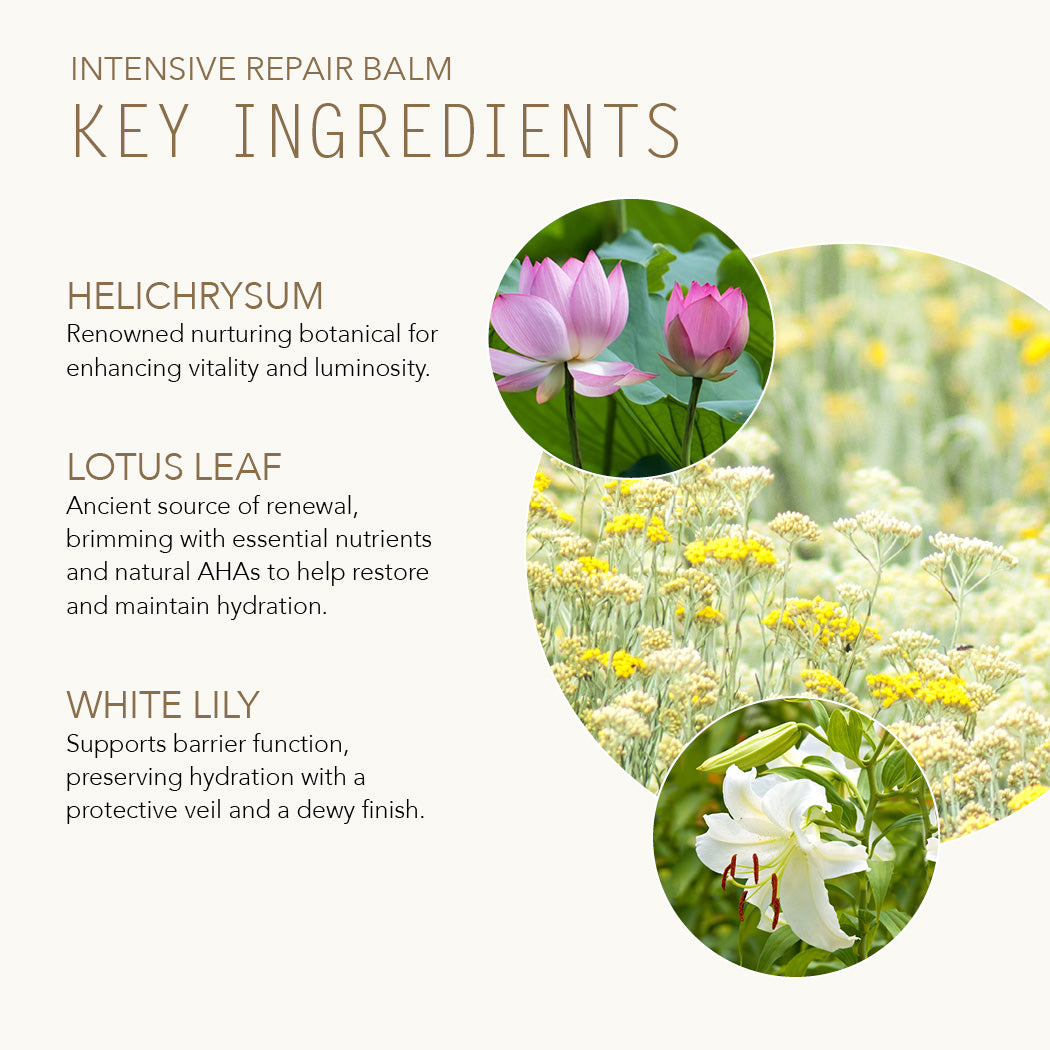 Intensive Repair Balm key ingredients with Helichrysum, Lotus Leaf, and White Lily